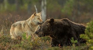 Медведь и волк пошли в совместную охоту (7 фото)