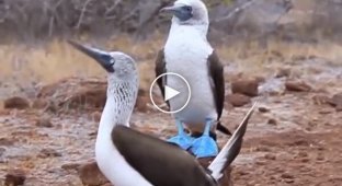 The blue-footed booby is one of the most stylish birds on the planet