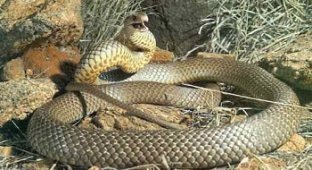 Самые ядовитые змеи мира (6 фото)
