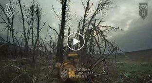 Бойцы 3-й ОШБр зачищают лесополосу от оккупантов