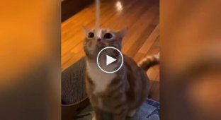 Забавные попытки кота схватить макаронину