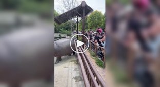 A hippopotamus drove away onlookers in an original way