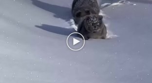 Два кота и глубокий снег