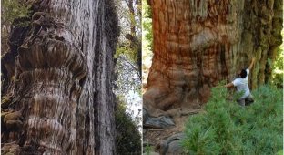 "Прадедушка": учёные нашли самое старое дерево в мире (6 фото + 1 видео)