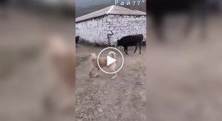 A bull broke up a dog fight