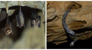 How cunning blind creatures equipped an all-inclusive restaurant in a secret cave (4 photos + 1 video)