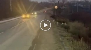 The moose was crossing the road and got hit by a car