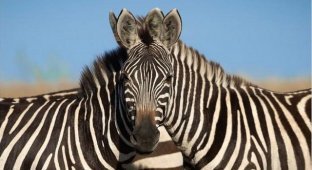 Спор века: какая зебра стоит впереди - левая или правая? (9 фото)