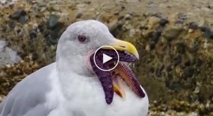 Scary seagull mutation