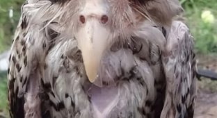 What a Drenched Owl Looks Like (4 photos)