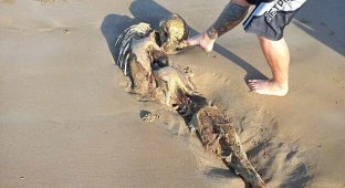 A woman on the beach found a skeleton that looks like an alien or a mermaid (2 photos)