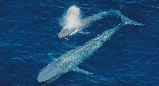 Немного о китах (8 фото + текст)