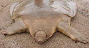 Редкое зверьё: гигантская мягкотелая черепаха (7 фото)