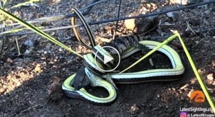 Змея расправилась с ящерицей на глазах у любознательной туристки в ЮАР