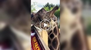 Розмір голови жирафа наочно