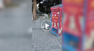 Чайка научилась мяукать