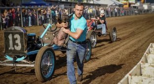 Unusual pig competitions in the US (2 photos + 2 videos)