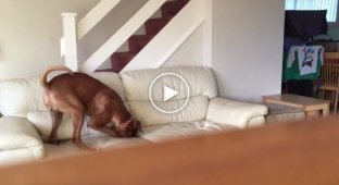 Собака испортила диван - скрытая камера