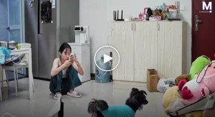 In China, a cat showed concern for its owner