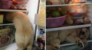 Photos of funny dogs that people simply had to share (16 photos)