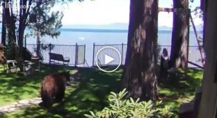 The girl swinging on a swing did not immediately notice the bear nearby