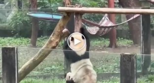 A panda's desperate attempts to teach his baby to climb trees