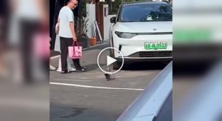 In China A pigeon got fat from restaurant treats and lost the ability to fly.
