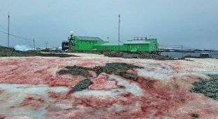 Зловещий знак потепления: кроваво-красный лед Антарктиды (5 фото)