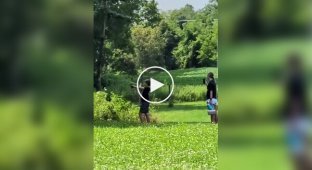 Попасть в гнездо шершней оказалось проще, чем от них убежать