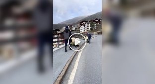 Животные (короткие видео). Выпуск 101