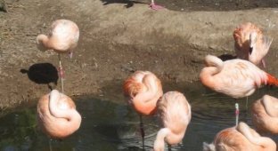 Утка, которая живет с фламинго (2 фото)