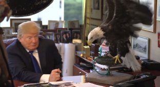 Дональда Трампа атаковал орел по кличке Дядя Сэм (4 фото + 1 видео + 3 гиф)
