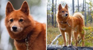The most aggressive dog breeds, according to scientists (17 photos)