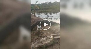 Бесстрашный пес облаял крокодила