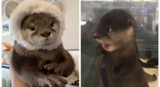 40 фото выдр, на которые невозможно смотреть без улыбки (41 фото)