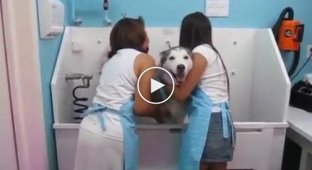 Husky just loves to take a shower and sing and talk while doing it.