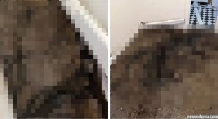 Австралийка обнаружила во время ремонта пугающие чёрные наросты на полу (4 фото)