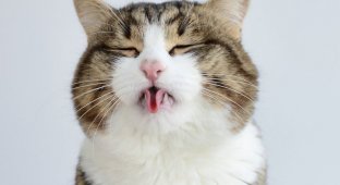 10 фотографий милого котика, который любит показывать язык