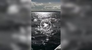 Тюлень запрыгнул на судно, чтобы спастись от косатки