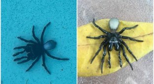 Австралийка обнаружила на дне своего бассейна 20 пауков (4 фото)