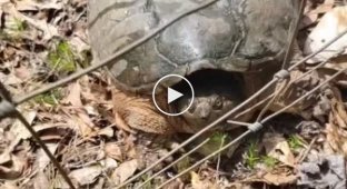 A boost of energy from a turtle