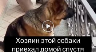 Dog sees owner for first time in 3 years