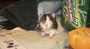 Photos of rats/mice (20 photos)