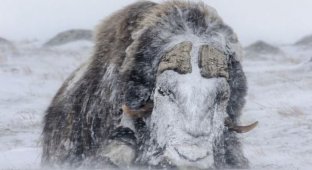 Powerful animals resist a snow storm (3 photos)