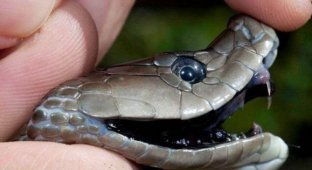 Drops without warning: Why does the black mamba have the blackest reputation among snakes? (10 photos)