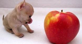 Туди — самая маленькая собака в мире? (10 фото)