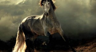 Сказочная красота – арабские и андалузские лошади (36 фото)
