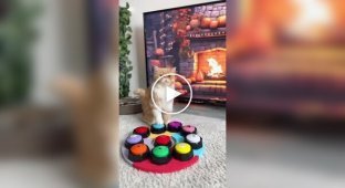 Хозяйка научила кота общаться при помощи звуковых кнопок