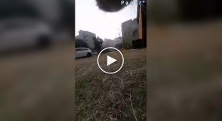 Кот, преследуемый собачьей сворой, запечатлел свое бегство