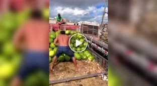 Watermelon loading master